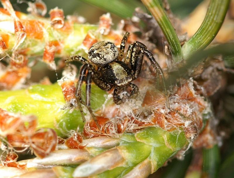 Xysticus_sabulosus_D2998_Z_87_NP De Hoge Veluwe_Nederland.jpg